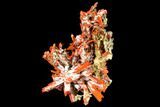 Bright Orange Crocoite Crystal Cluster - Tasmania #129099-3